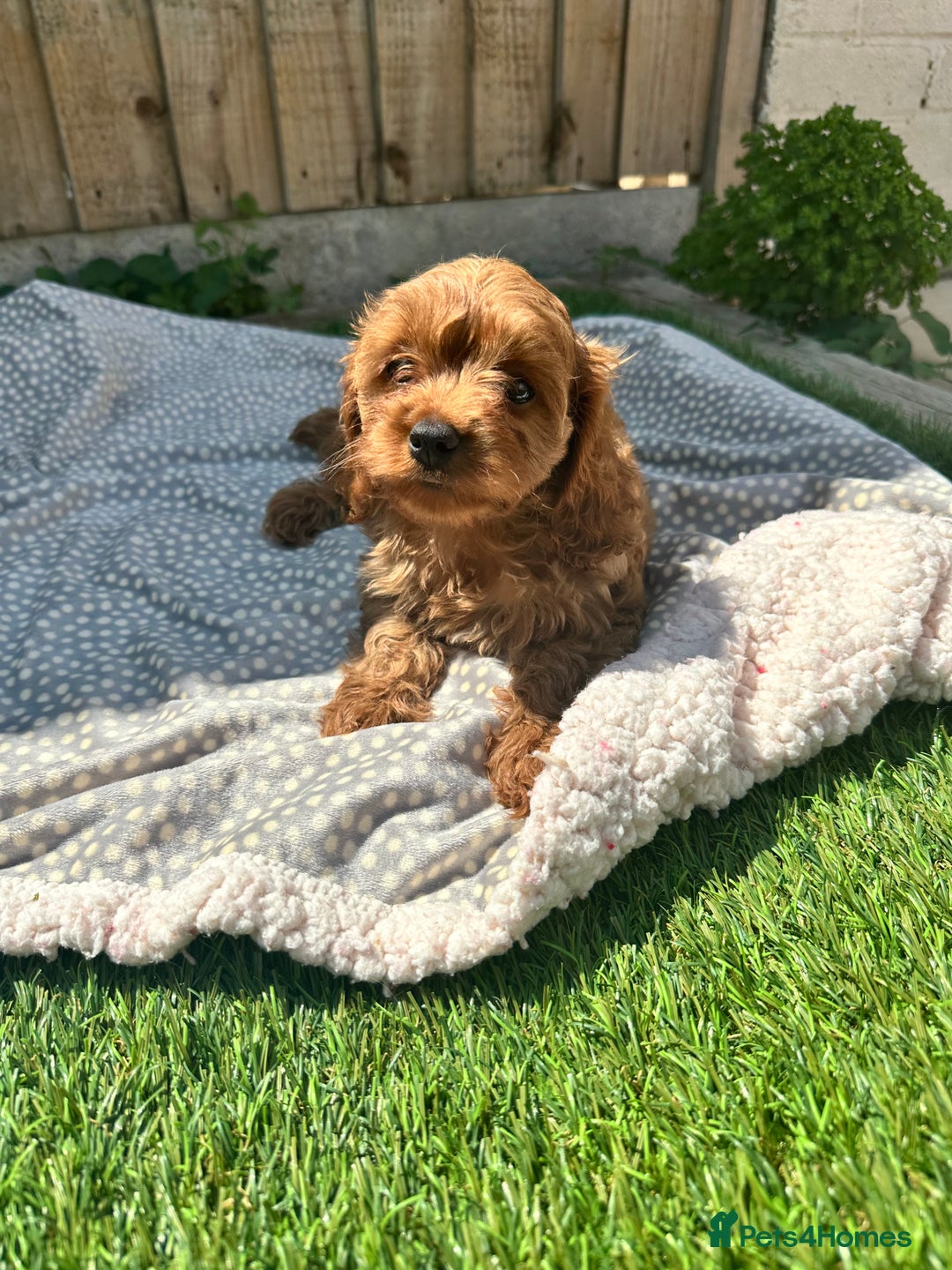 Cavapoo dogs for sale: Health tested cavapoo puppy’s  - Image 4