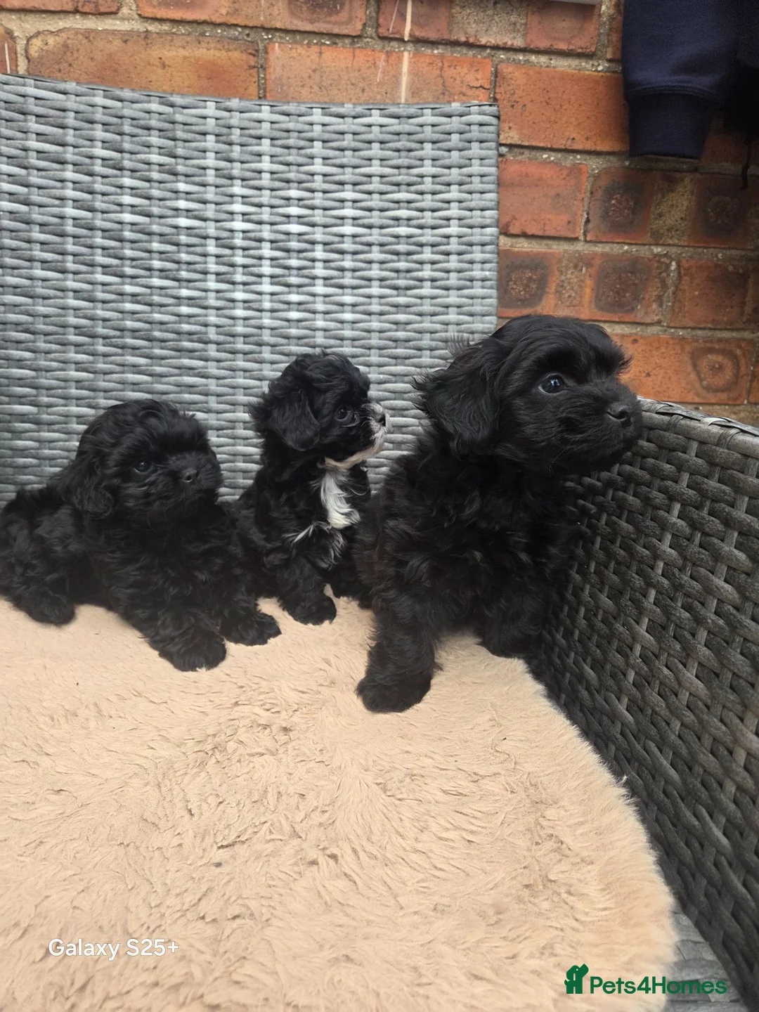 Shihpoo dogs for sale: READY NOW Absolutely beautiful litter of shihpoo  - Advert 1