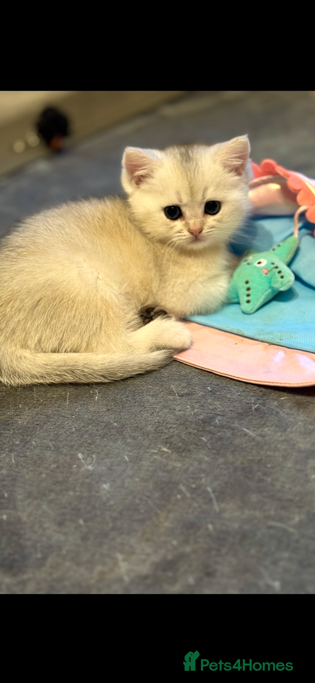 Scottish Fold cats for sale: Scottish pedigree kittens fold and straight - Advert 2