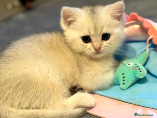 Scottish Fold cats Scottish pedigree kittens fold and straight - Advert 3