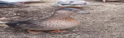 Waterfowl poultry for sale: Hatching eggs for sale - Advert 5