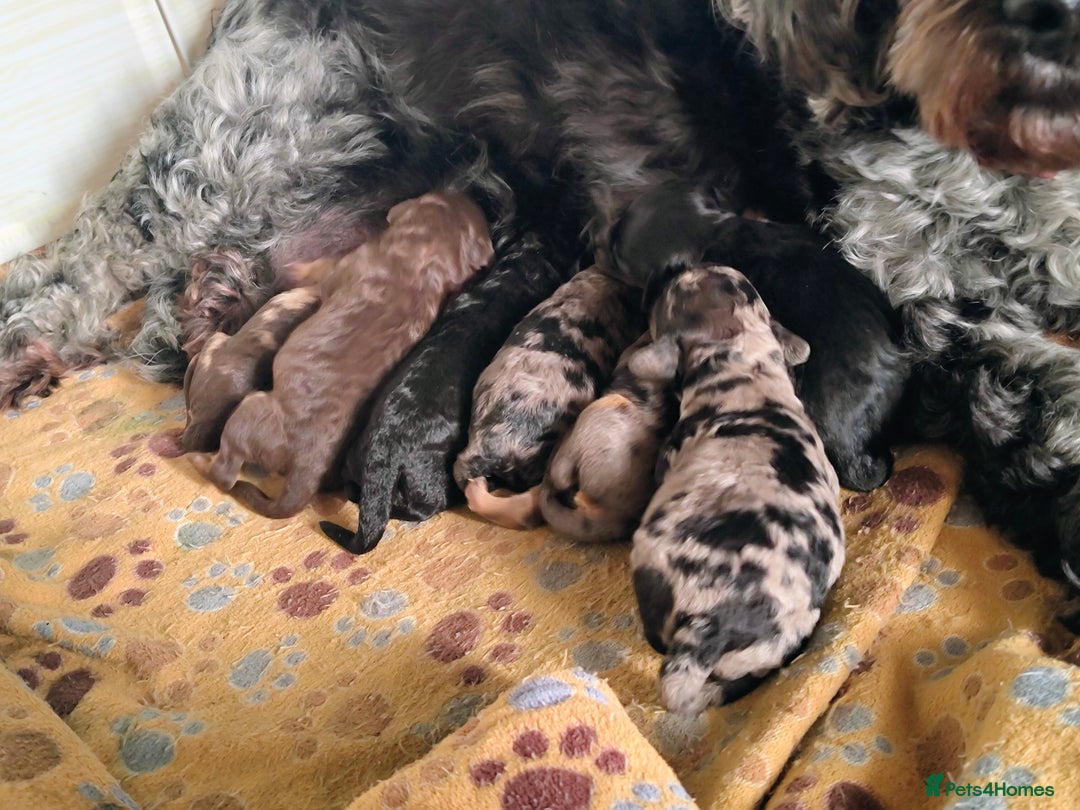 Cockapoo dogs for sale: Beautiful F1b toy cockapoos - Advert 4