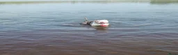 American Bully dogs for sale: American Bully boy is looking for loving home.  in Blackburn - Advert 4