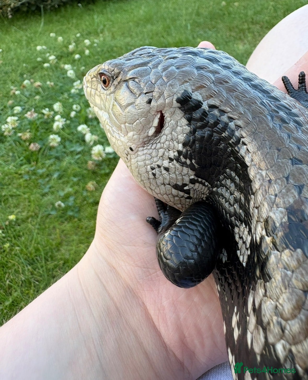 Mixed Breed reptiles Mixed reptiles for new homes  - Advert 2
