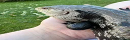 Mixed Breed reptiles for sale: Mixed reptiles for new homes  - Advert 1