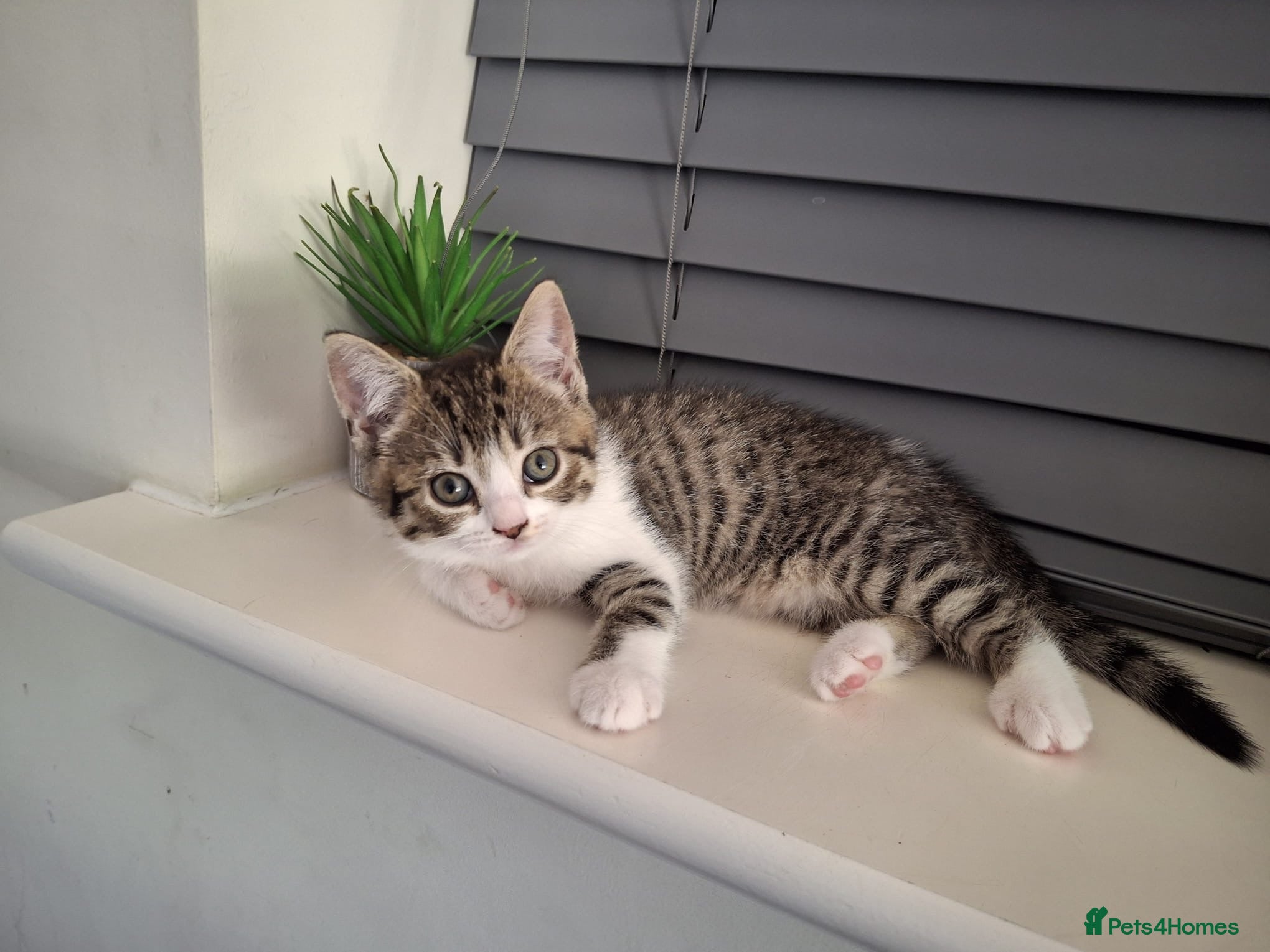 Mixed Breed cats for sale: British Shorthair / Mixed kittens  - Advert 9