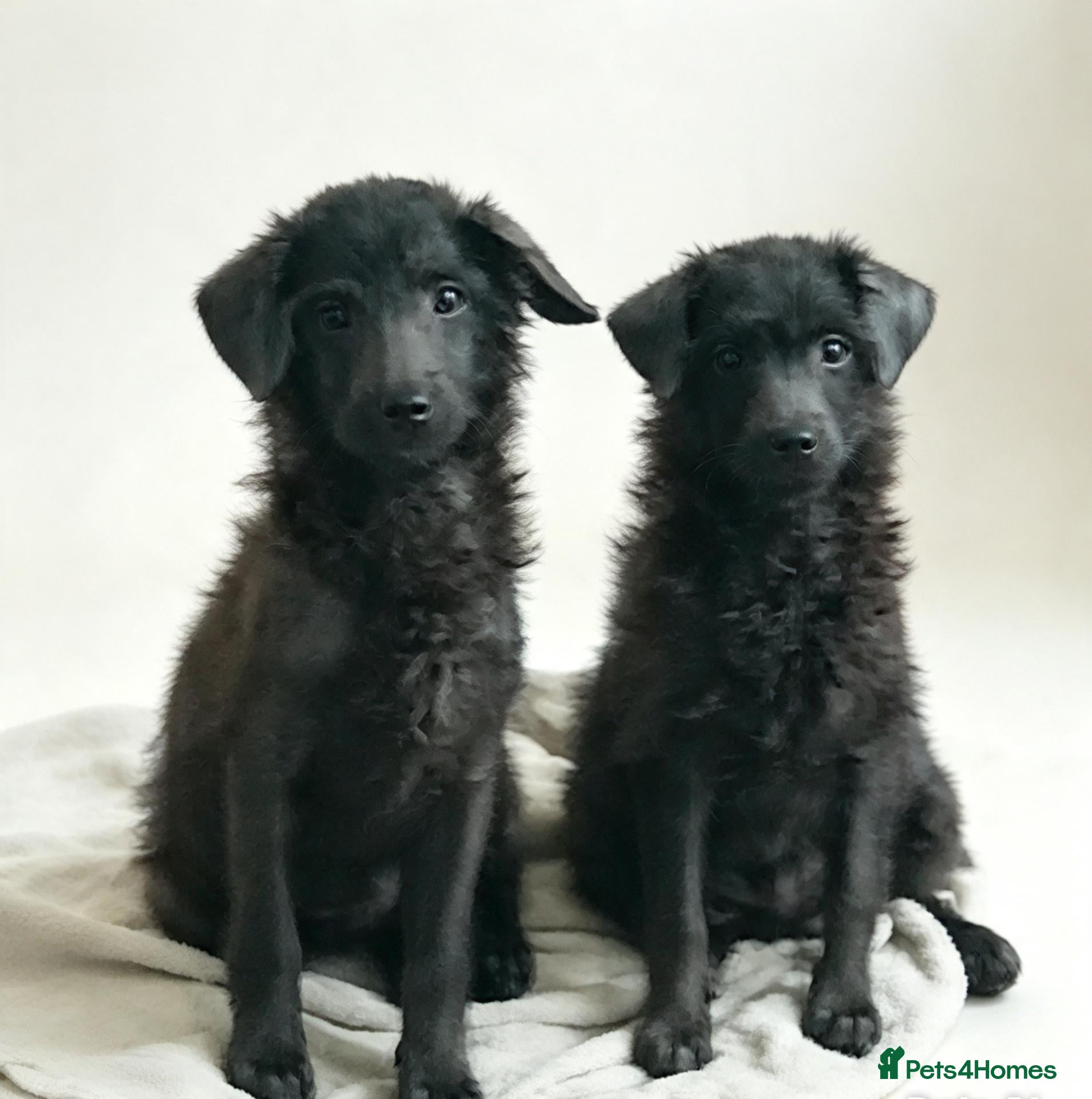 Toy Poodle dogs ❤️2 left 🥰gorgeous pups ❤️REDUCED - Advert 14