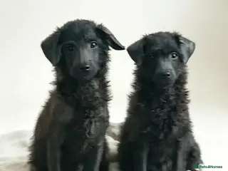 Toy Poodle dogs ❤️2 left 🥰gorgeous pups ❤️REDUCED - Advert 4