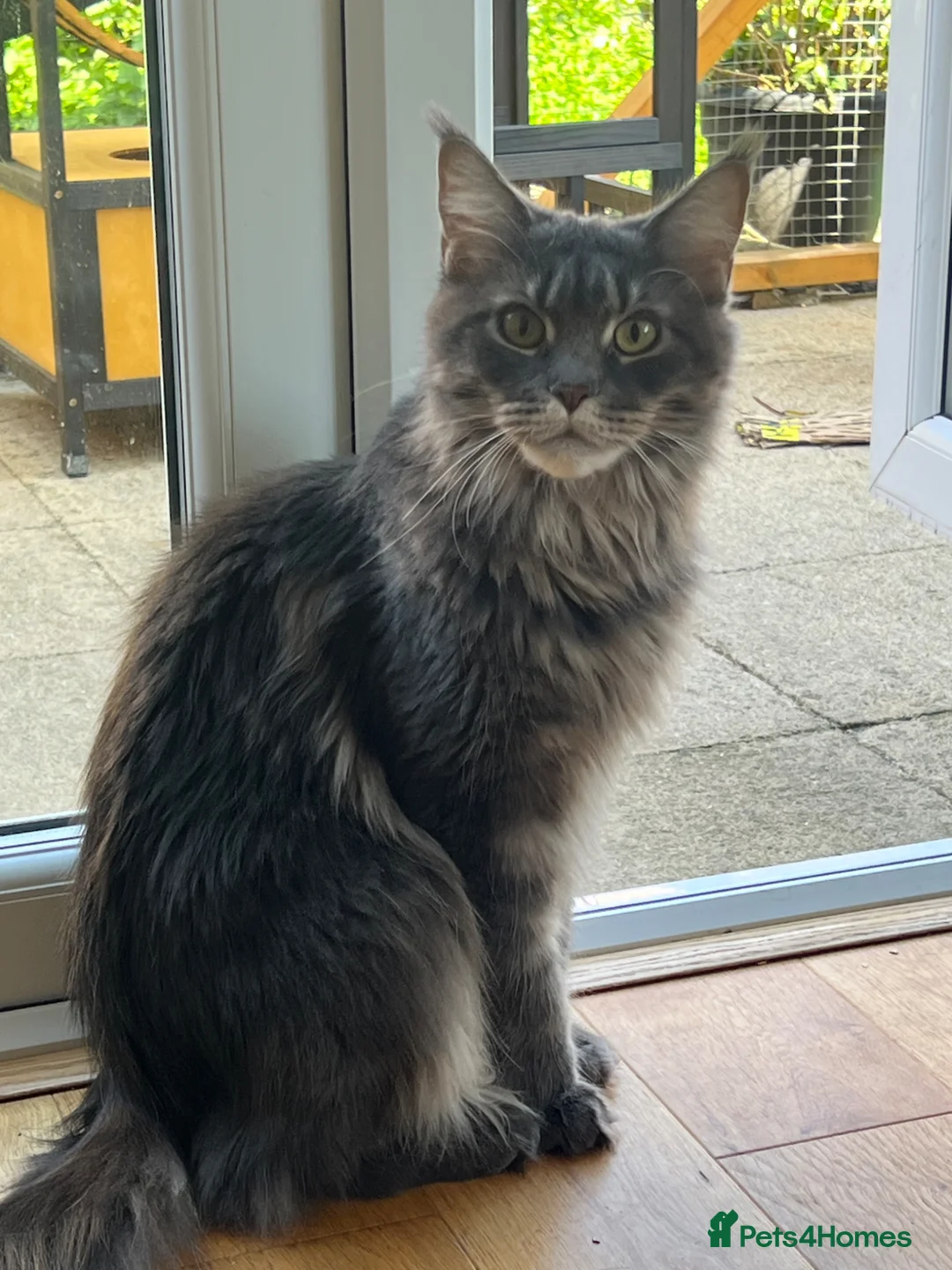 Maine Coon cats for sale: Male Maine Coon lovely blue silver tabby  - Advert 9