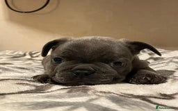 French Bulldog dogs for sale: French bulldog puppy’s  - Image 6