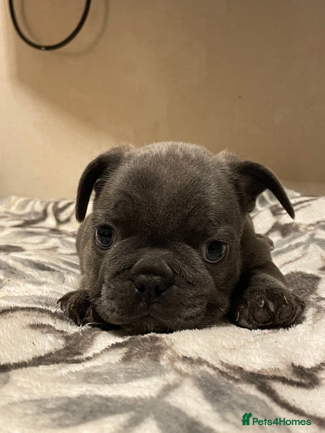French Bulldog dogs for sale: French bulldog puppy’s  - Image 6