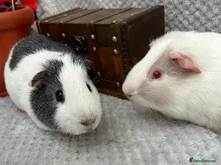 Guinea Pig rodents Young male guinea pigs - Advert 14