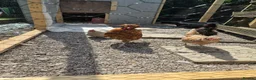 Chickens poultry for sale: Cockerel - Advert 2