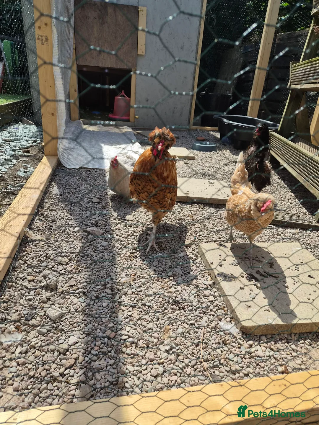 Chickens poultry for sale: Cockerel - Advert 2
