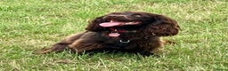 Cocker Spaniel dogs for sale: Working cocker spaniels - Advert 4