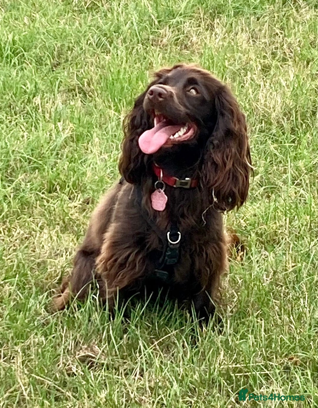Cocker Spaniel dogs for sale: Working cocker spaniels - Advert 4