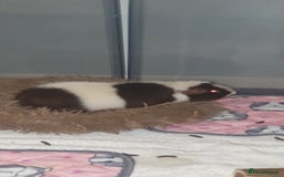 Guinea Pig rodents for sale: 2 friendly female teddy guinea pigs  - Image 5