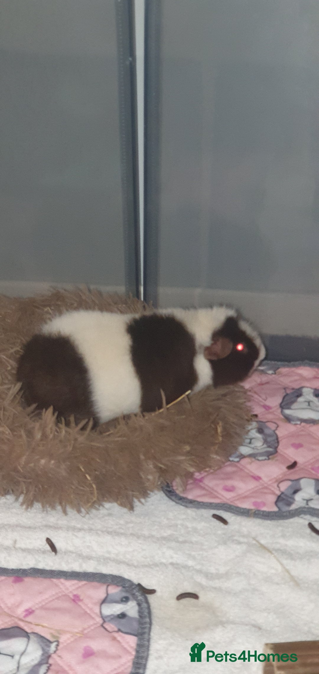 Guinea Pig rodents for sale: 2 friendly female teddy guinea pigs  - Image 5