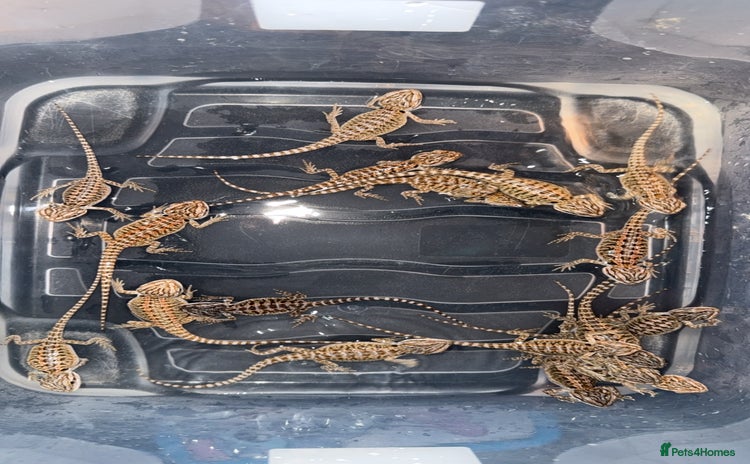 Bearded Dragon reptiles - Advert 6