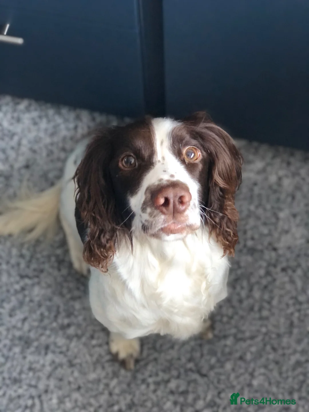 English Springer Spaniel dogs for sale: KC Reg Springer Spaniels  - Advert 1