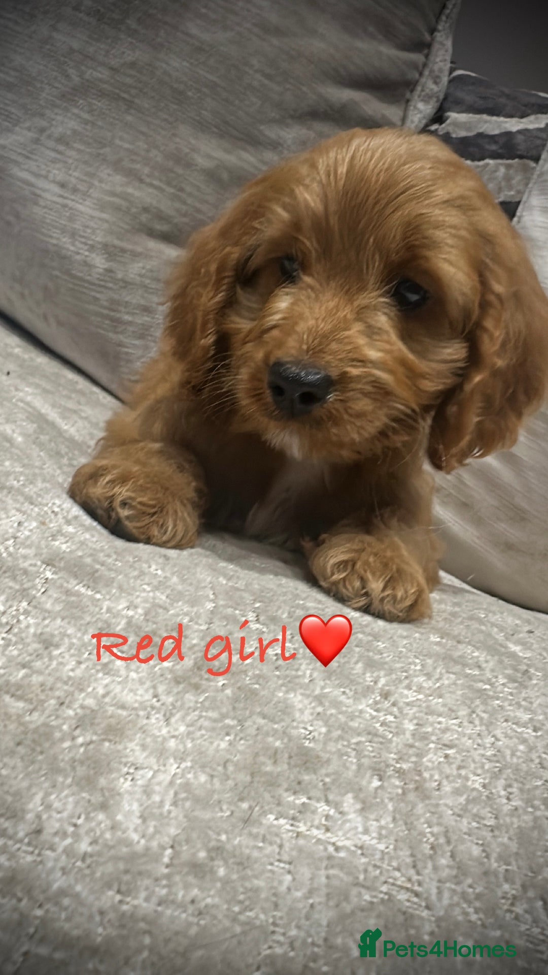 Cockapoo dogs for sale: 🐾Adorable toy cockapoos ready now 🐾 - Advert 4