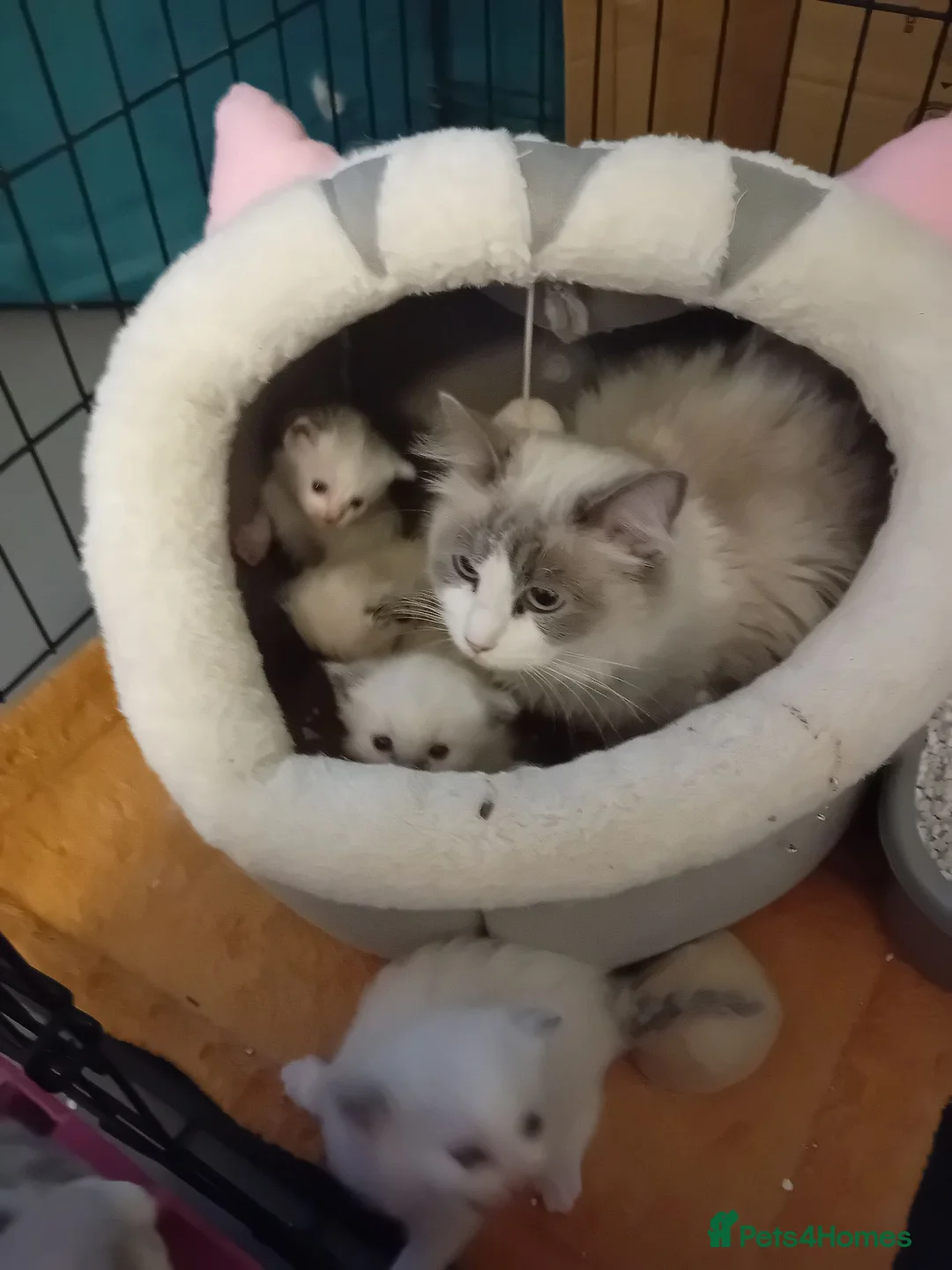 Ragdoll cats for sale: Ragdoll pure breed kittens  - Advert 5