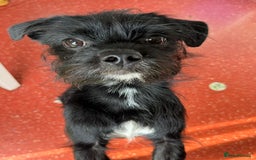 Patterjack dogs for adoption: Rocco is a gorgeous young Patterjack - Image 4