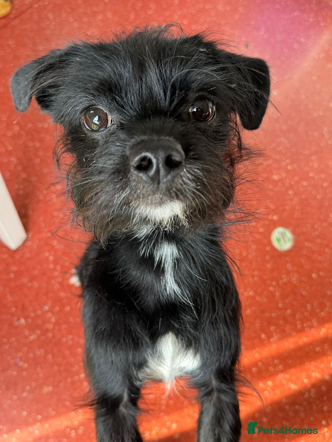 Patterjack dogs for adoption: Rocco is a gorgeous young Patterjack - Image 4