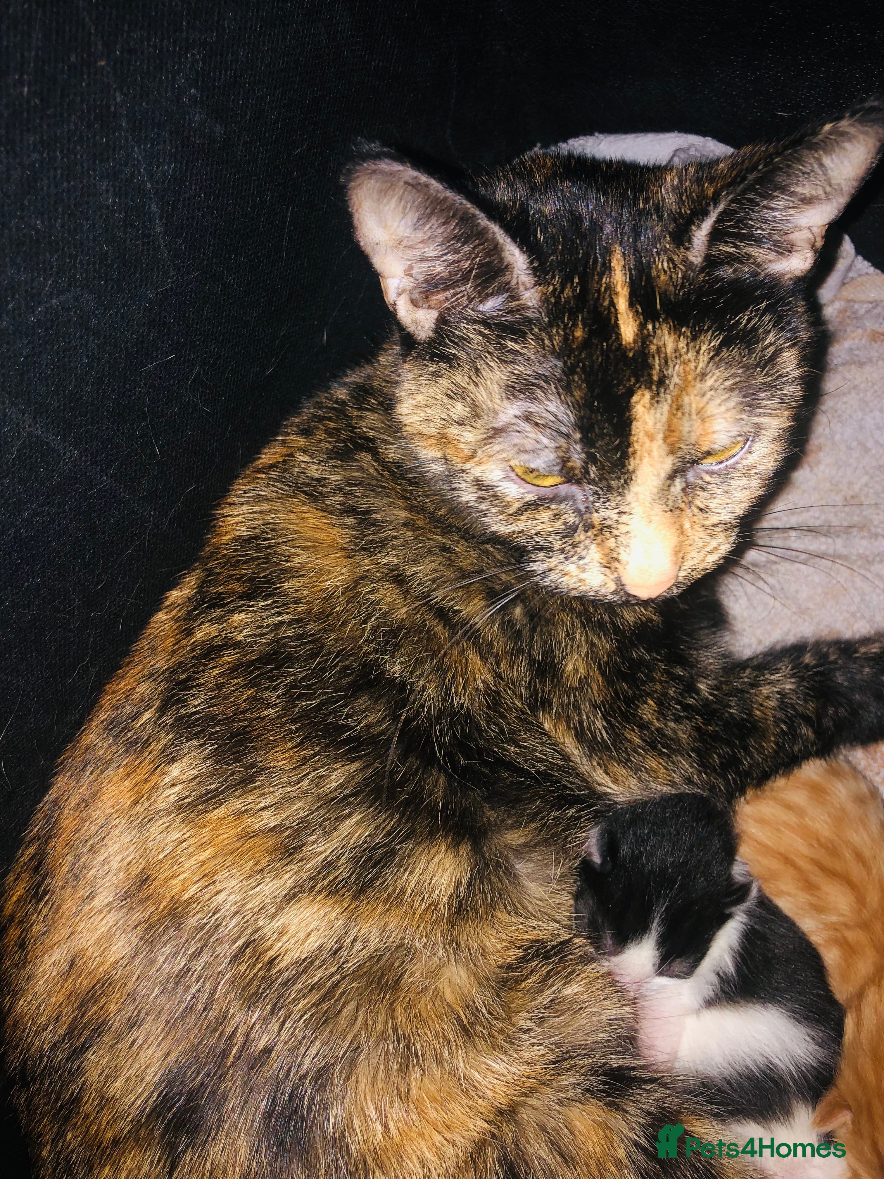 Mixed Breed cats Three lovely kitten ready in march  - Advert 3