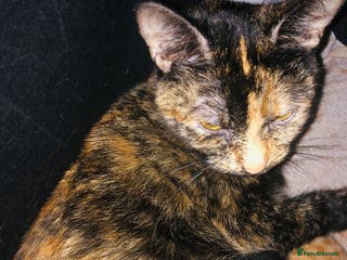 Mixed Breed cats Three lovely kitten ready in march - Advert 3