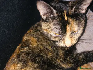 Mixed Breed cats Three lovely kitten ready in march - Advert 8