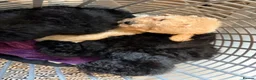 Toy Poodle dogs for sale: Stunning Toy Poodle Puppies - Aberdeenshire- £1250 - Advert 7