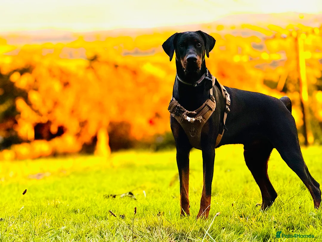 Dobermann dogs for sale: Fully Trained, KC registered Doberman - Advert 5
