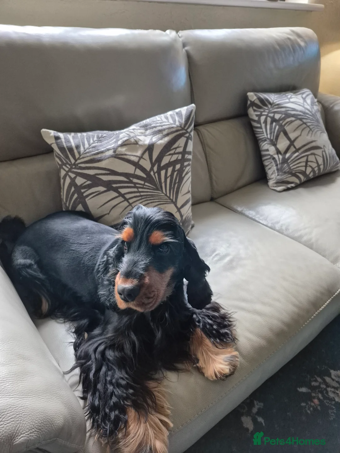 Cocker Spaniel dogs for stud: Show cocker spaniel stud in Brentwood - Advert 7