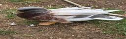 Ducks poultry for sale: Butterscotch Call Drakes  - Advert 3