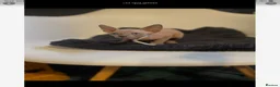 Sphynx cats for sale: Beautiful Sphynx kitten - Advert 7
