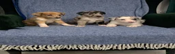 Mixed Breed dogs for sale: Blue Merle Border Collie x Lurcher Puppies  - Advert 10