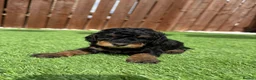 Jackapoo dogs for sale: Jackapoo Puppies - Advert 15