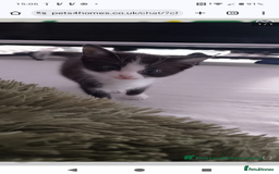Mixed Breed cats for sale: Black and white kitten - Image 2