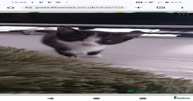 Mixed Breed cats - Advert 10