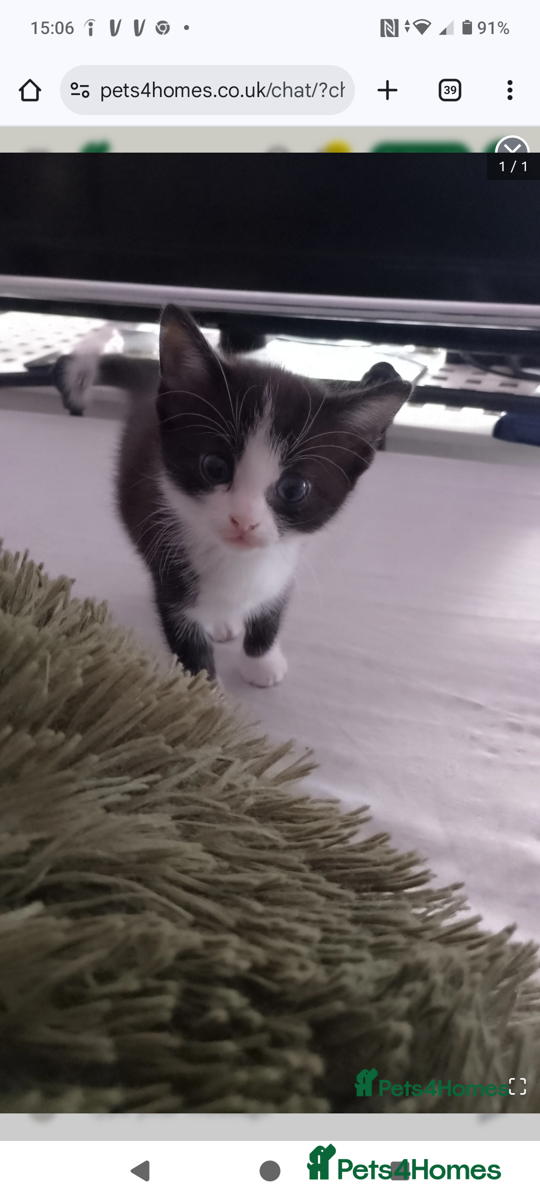 Mixed Breed cats for sale: Black and white kitten - Image 2