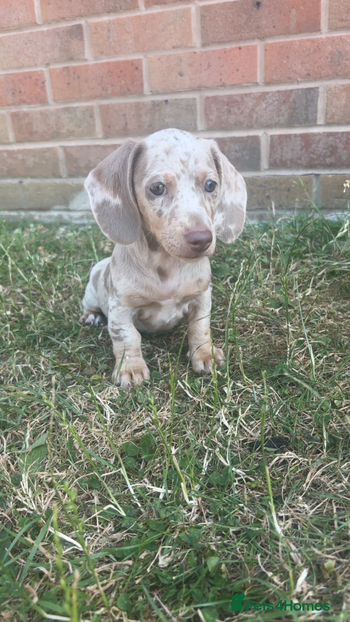Miniature Dachshund dogs Short haired dachshunds  - Advert 1