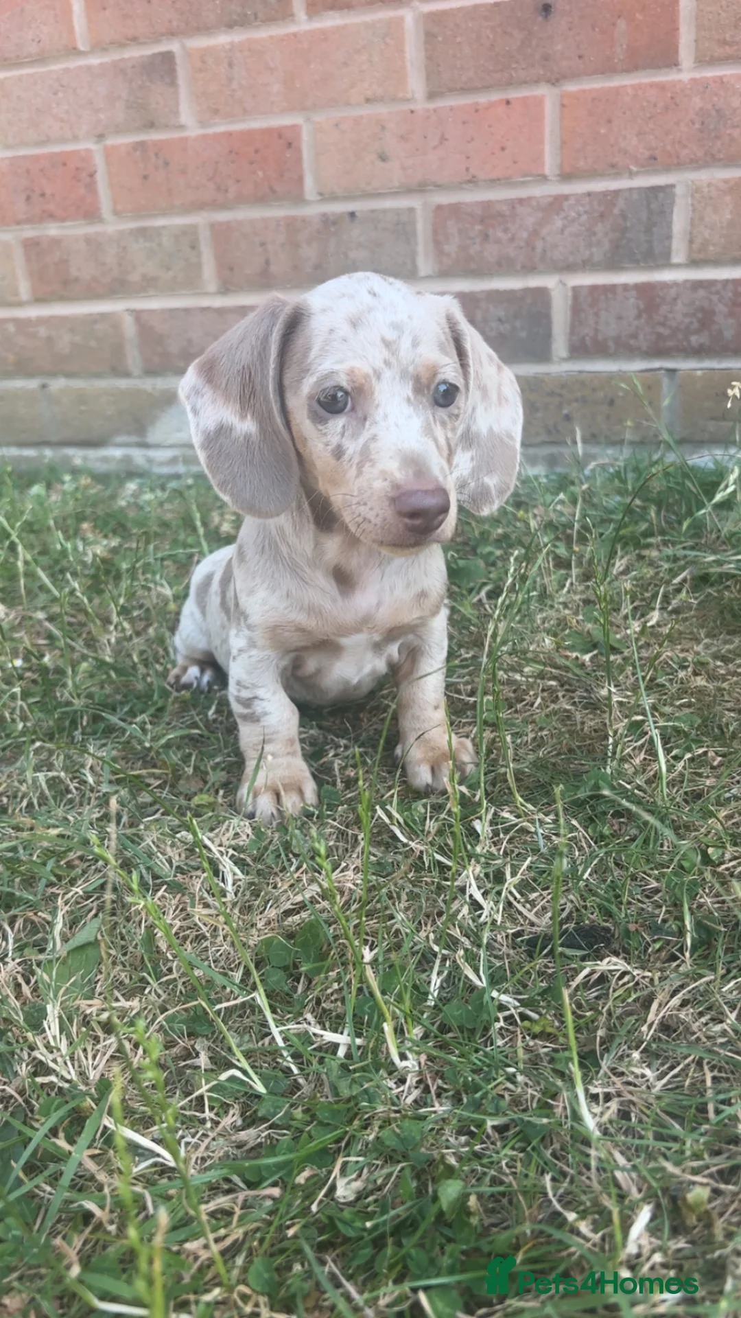 Miniature Dachshund dogs for sale: Short haired dachshunds  - Advert 1