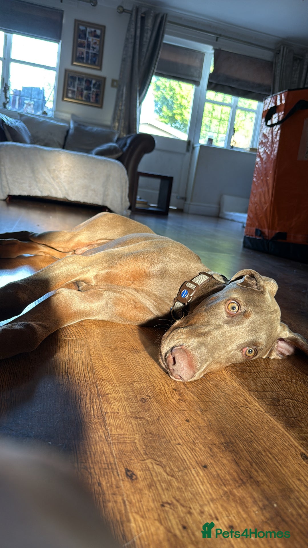 Dobermann dogs for sale: Isabella Male Doberman Puppy - Image 3