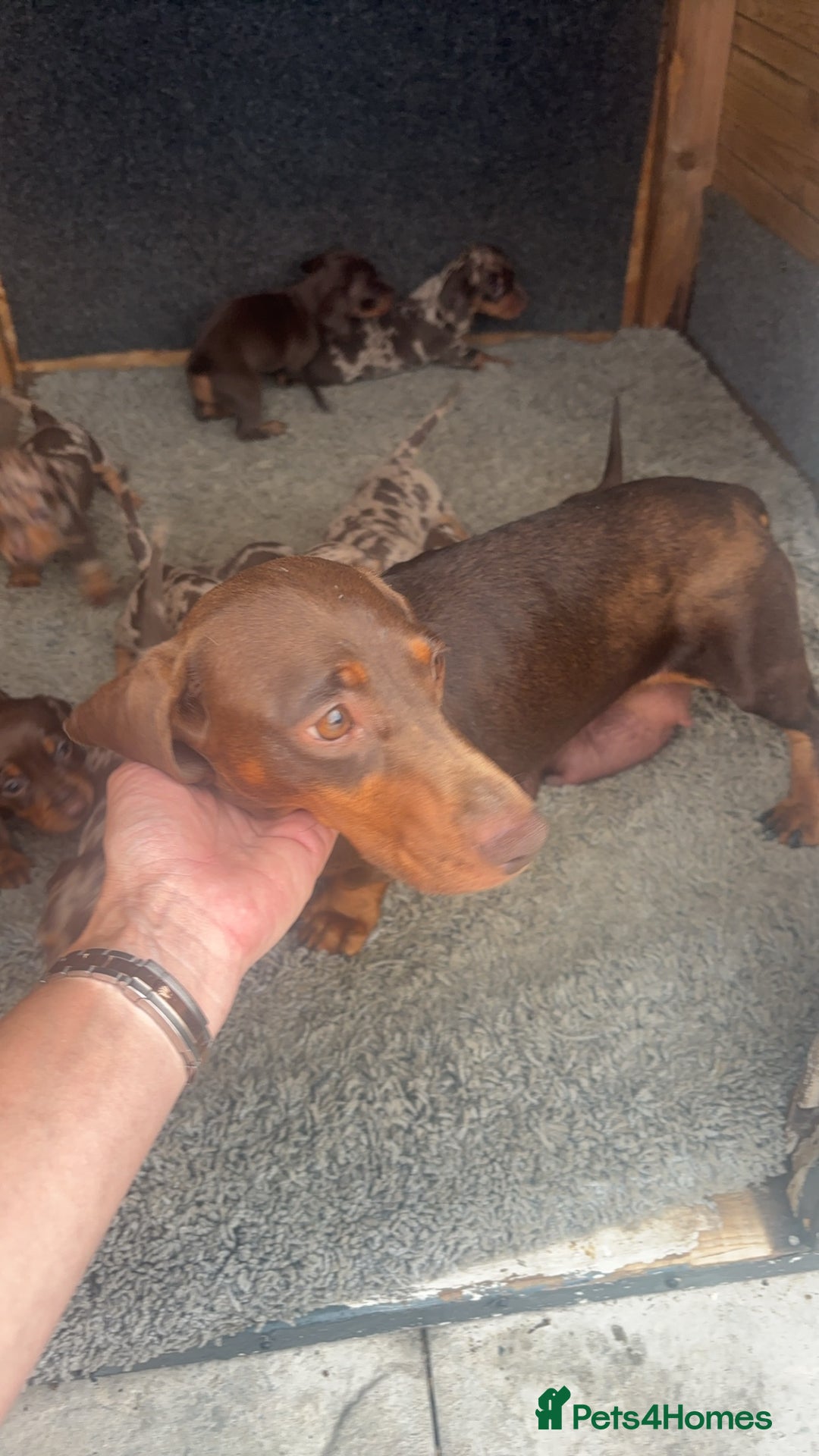 Dachshund dogs for sale: Gorgeous Dachshund Puppies - Image 13
