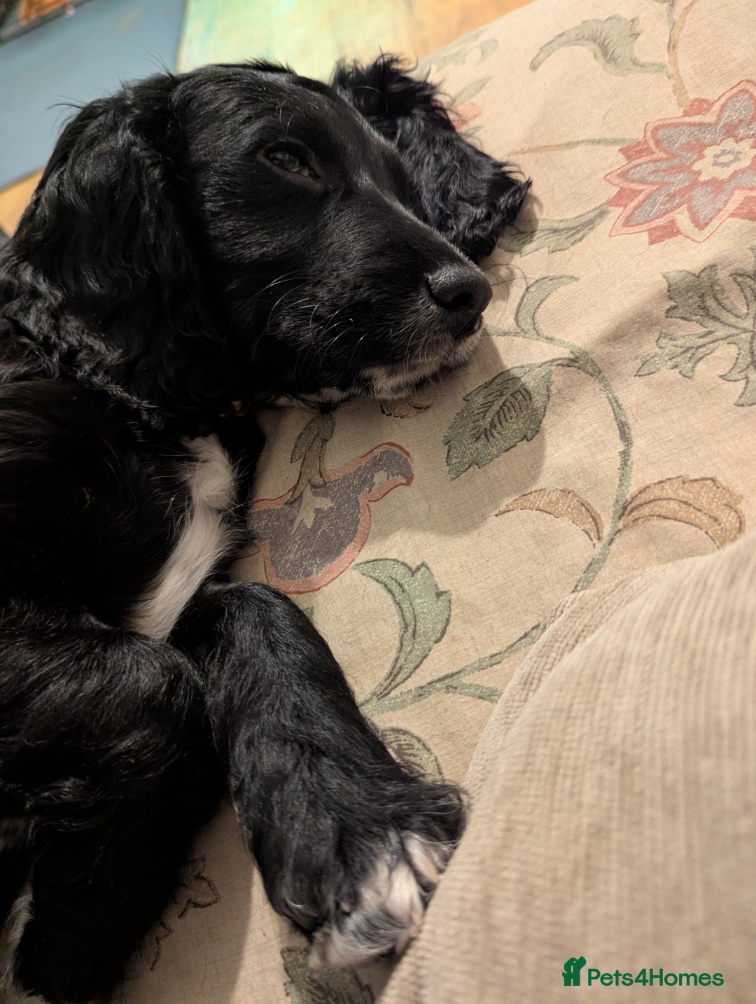 Cocker Spaniel dogs for sale: Working Cocker Spaniel puppies - Advert 37