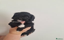 Shihpoo dogs for sale: Shihpoo puppies for sale - Image 3