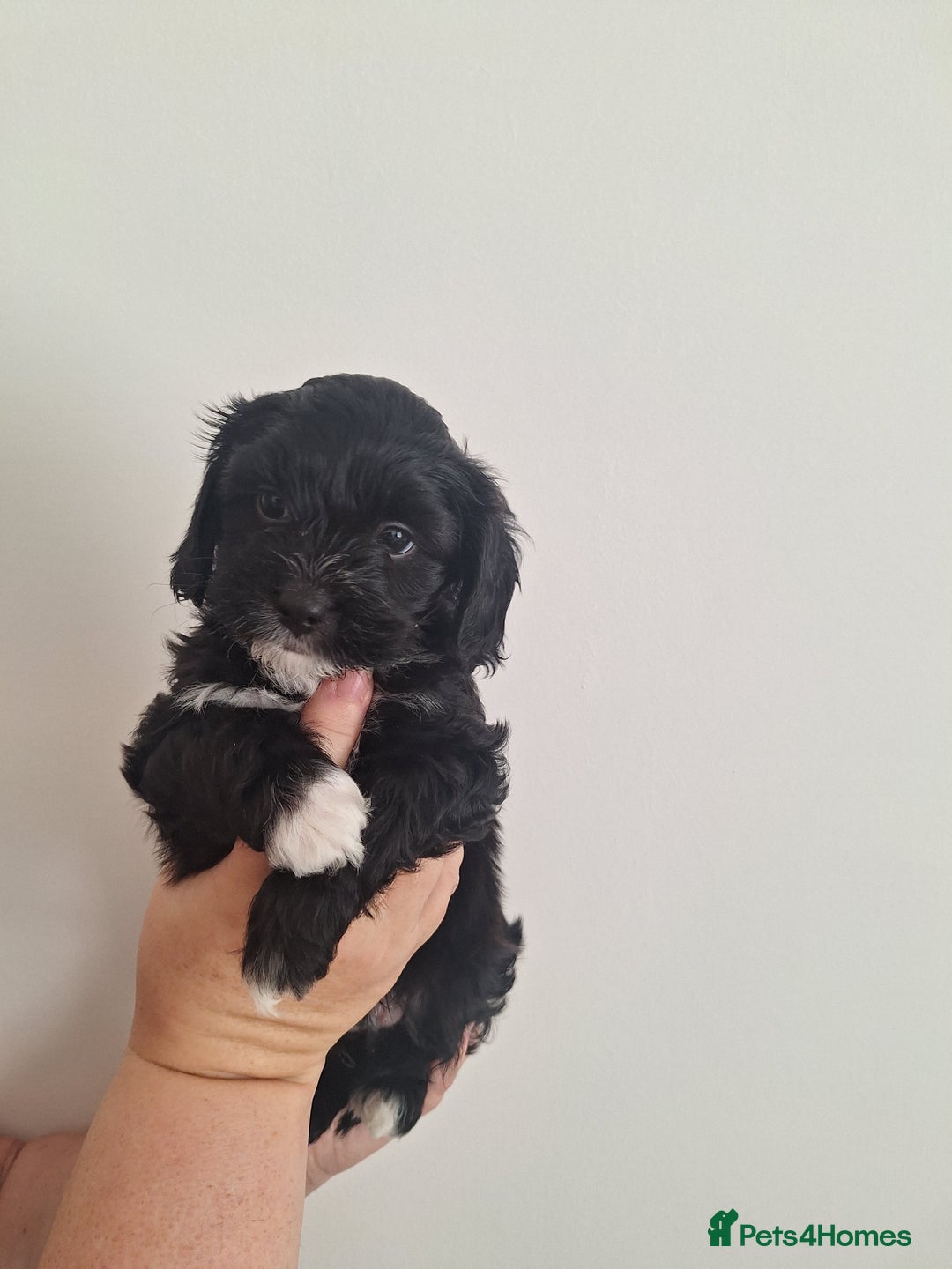 Shihpoo dogs for sale: Shihpoo puppies for sale - Image 3