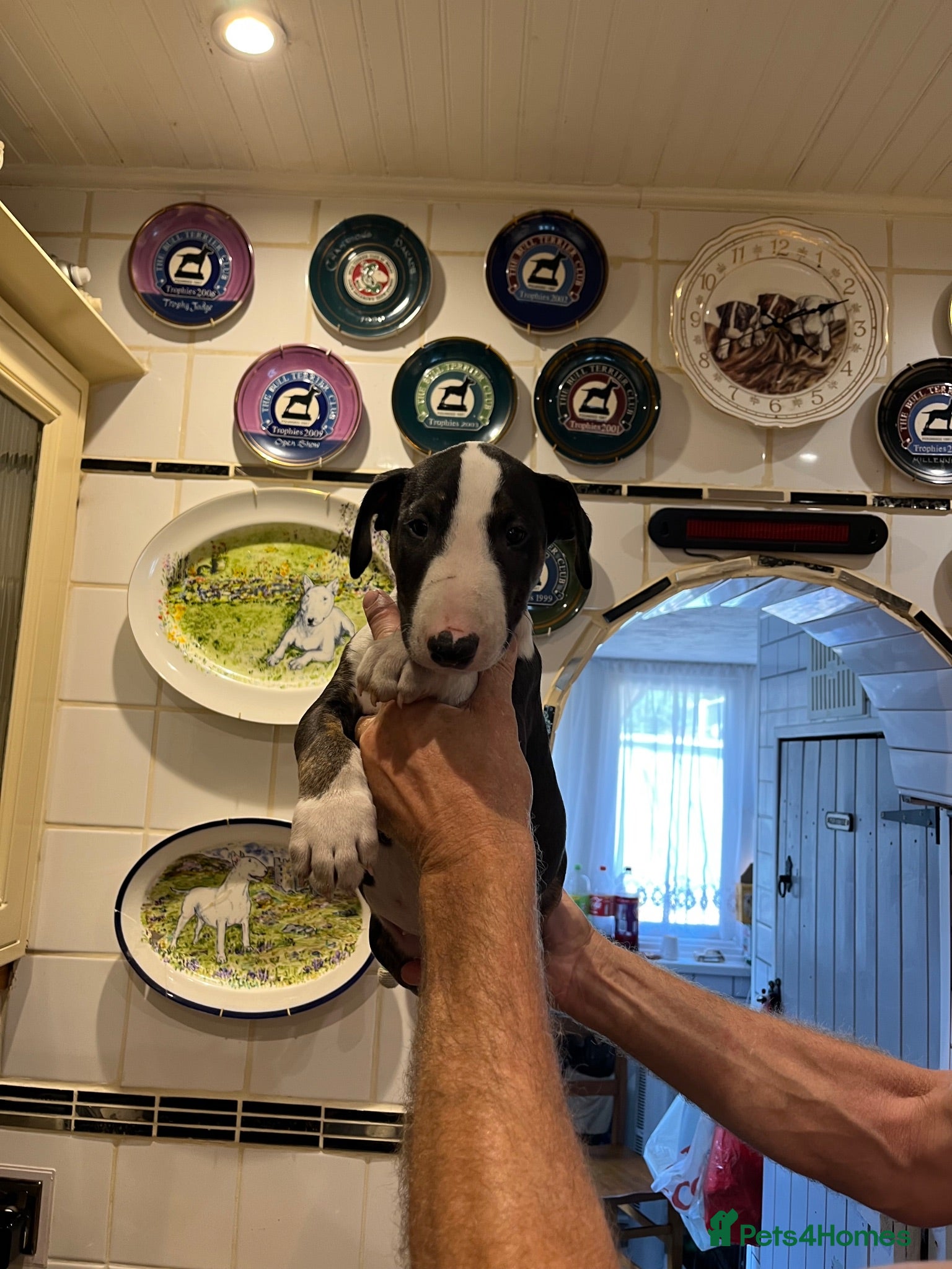 English Bull Terrier dogs English bull terrier puppies - Advert 1