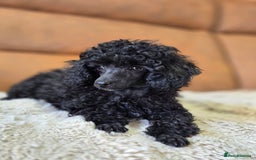 Toy Poodle dogs for sale: Gorgeous Tiny Toy Poodle Pups  - Image 36